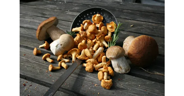 Pilze Sammeln Frankfurt Pilze Sammeln Frankfurt