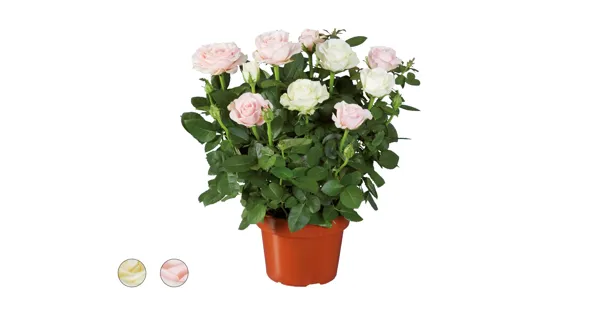 RosenDuo LIDL ab 31.08.2023 Aktionis.ch