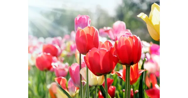 Tulpen LIDL ab 16.02.2023 Aktionis.ch
